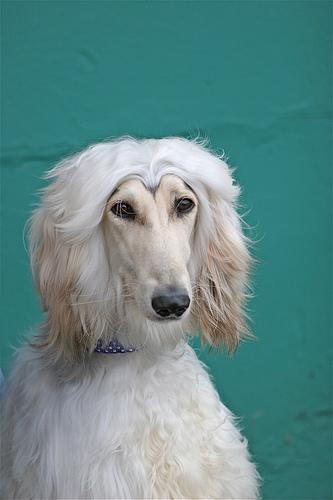 Afghan Hound food guide India