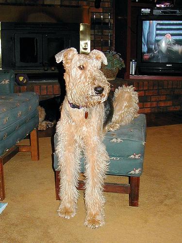 Airedale Terrier food guide India
