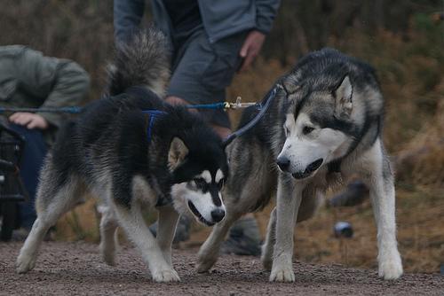 Alaskan Malamute food guide India