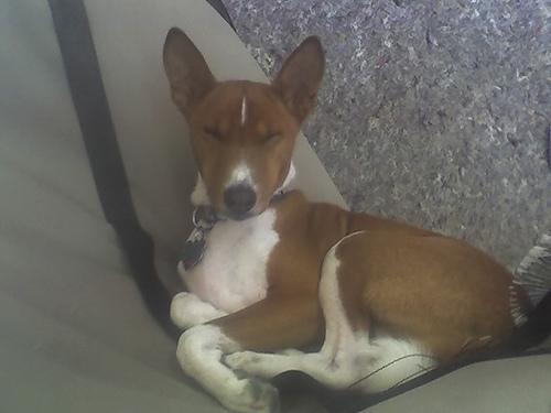 Basenji food guide India