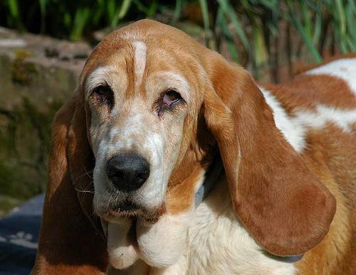 Basset Hound food guide India