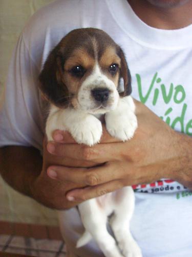 Beagle food guide India