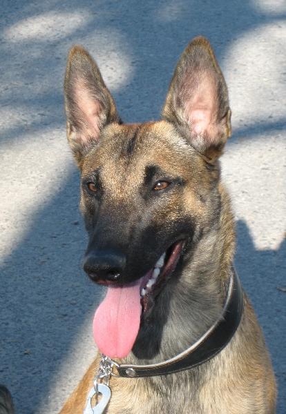 Belgian Malinois food guide India