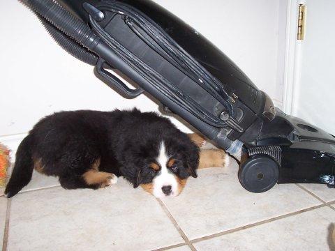 Bernese Mountain Dog food guide India