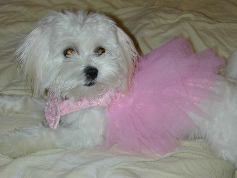 Bichon Frisé food guide India