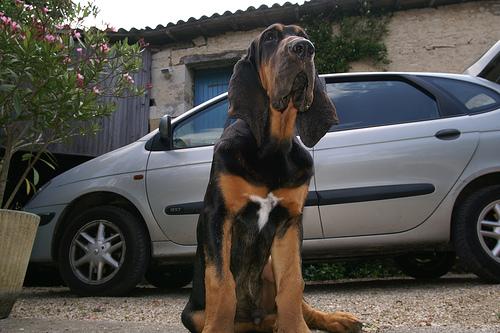 Bloodhound food guide India
