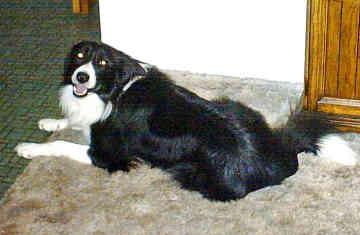 Border Collie food guide India