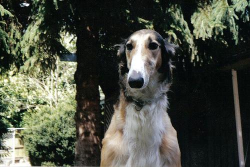 Borzoi food guide India