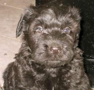 Bouvier des Flandres food guide India