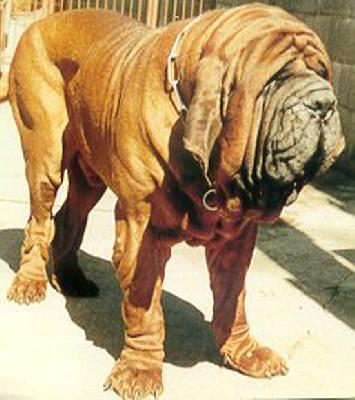 Bully Kutta food guide India