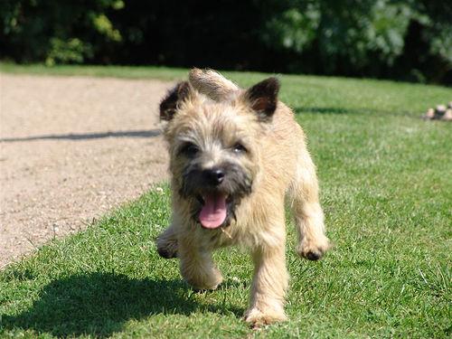 Cairn Terrier food guide India