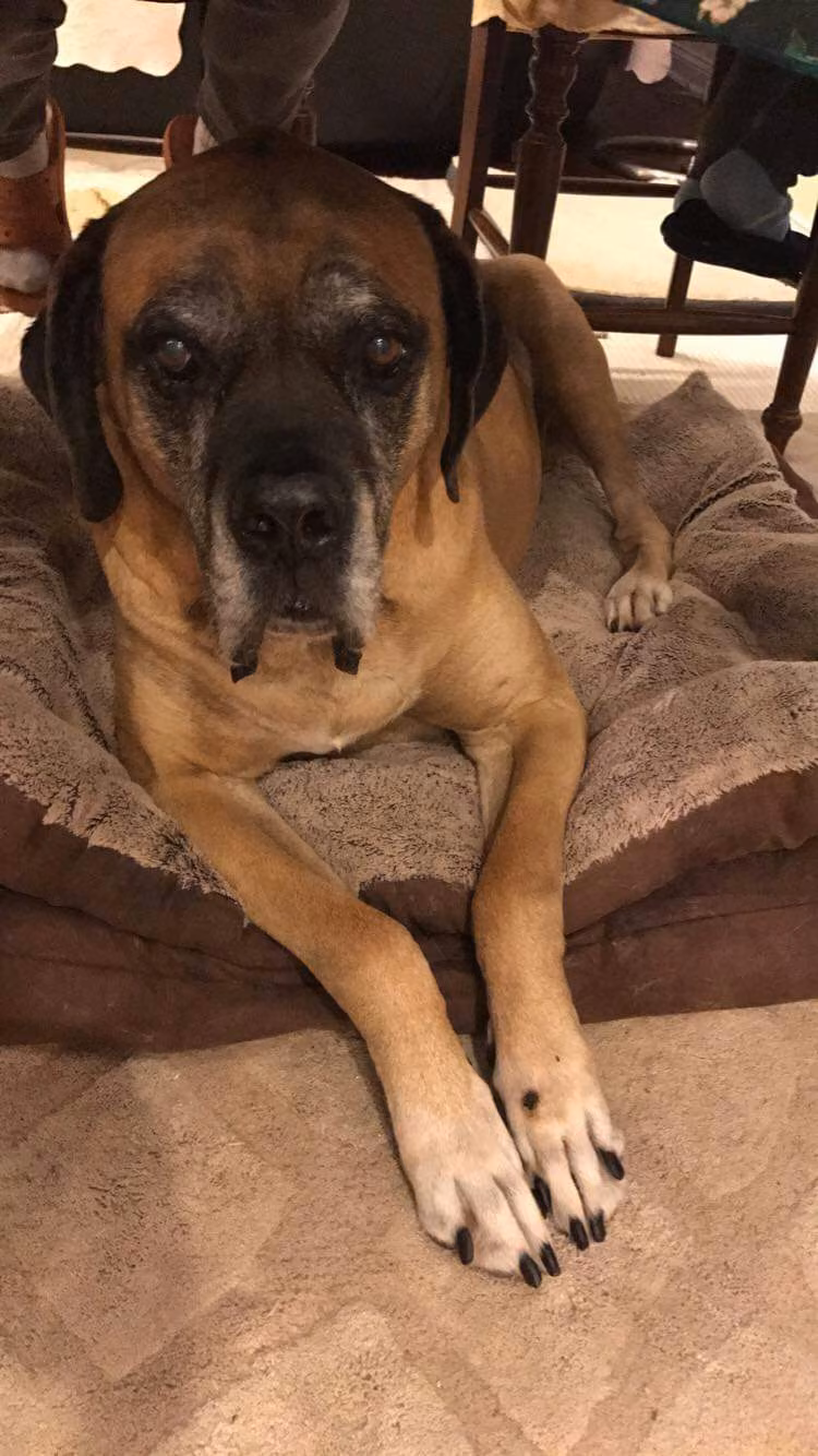 Cane Corso food guide India