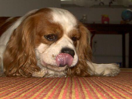 Cavalier King Charles Spaniel food guide India