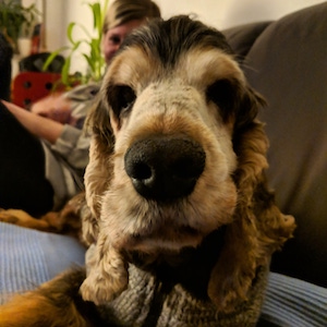 Cocker Spaniel food guide India