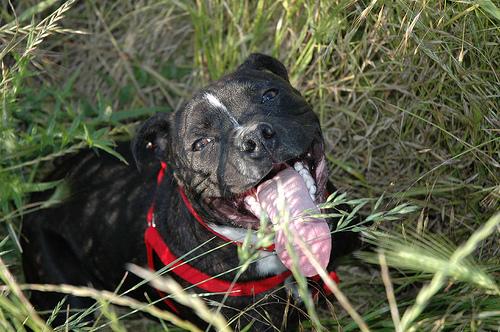 Dogo Argentino food guide India