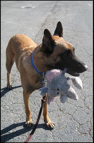 Dutch Shepherd food guide India