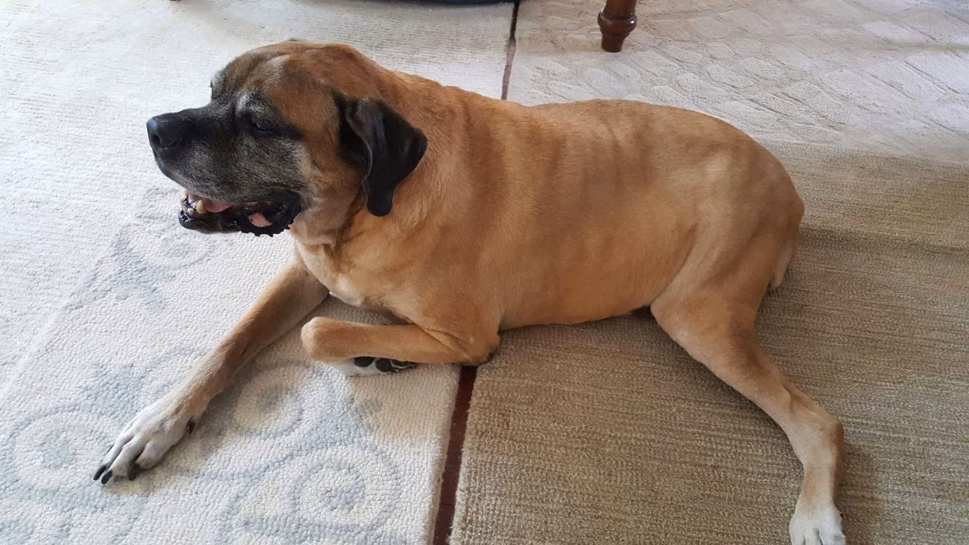 English Mastiff food guide India