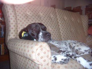 English Pointer food guide India