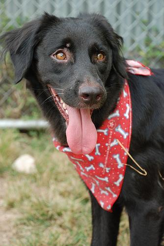 Flat-Coated Retriever food guide India