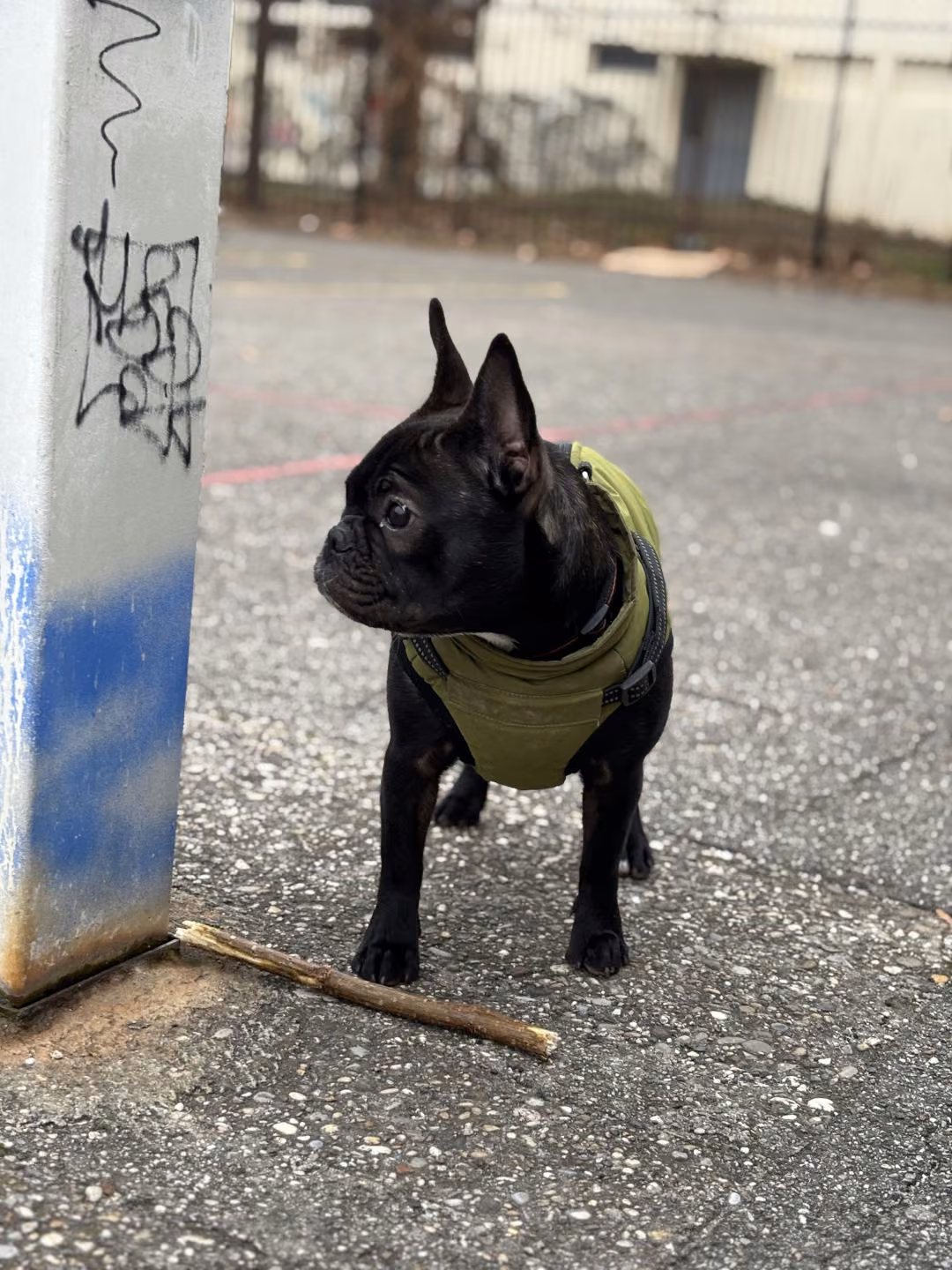 French Bulldog food guide India