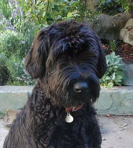 Giant Schnauzer food guide India