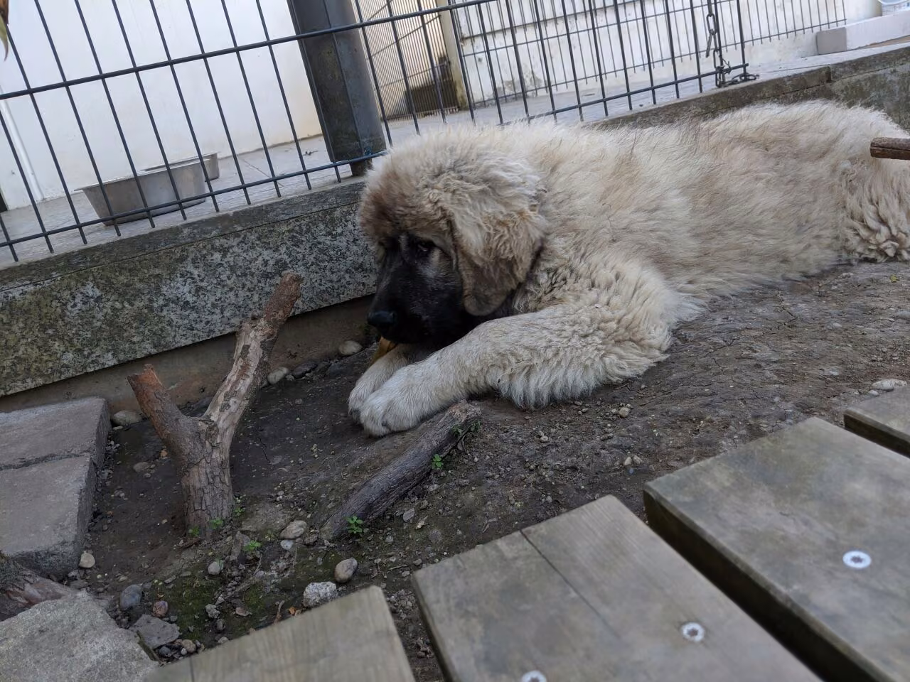 Great Pyrenees food guide India