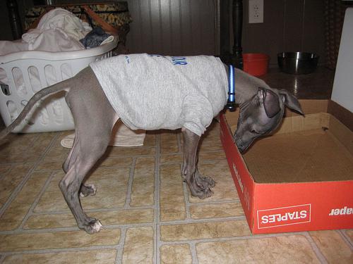 Greyhound food guide India