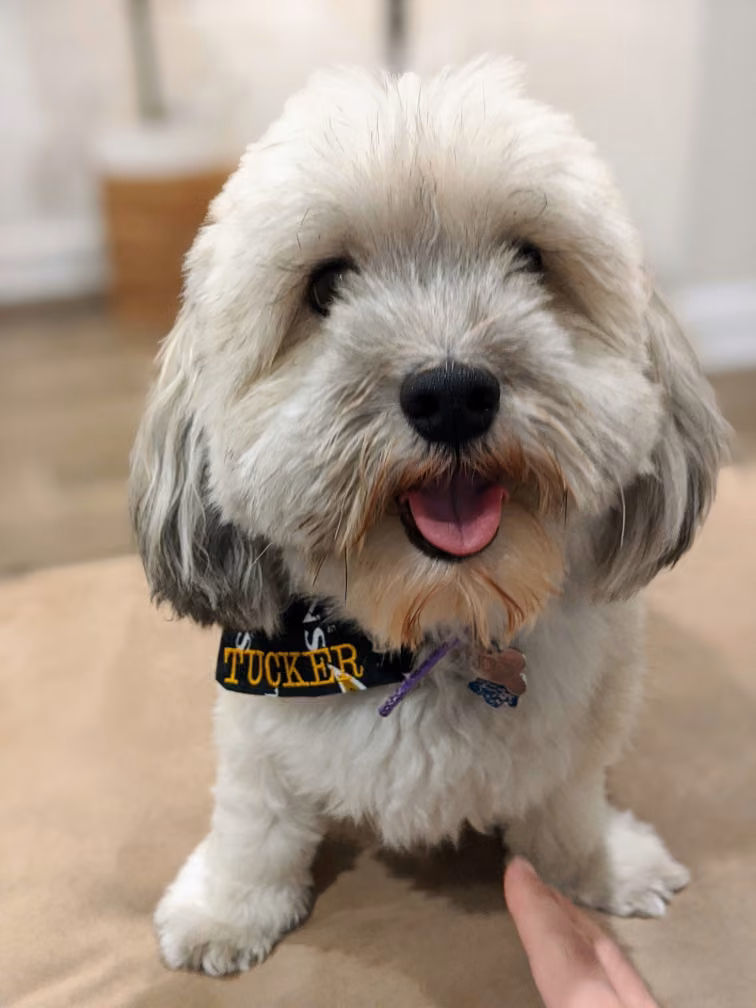 Havanese food guide India