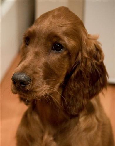 Irish Setter food guide India