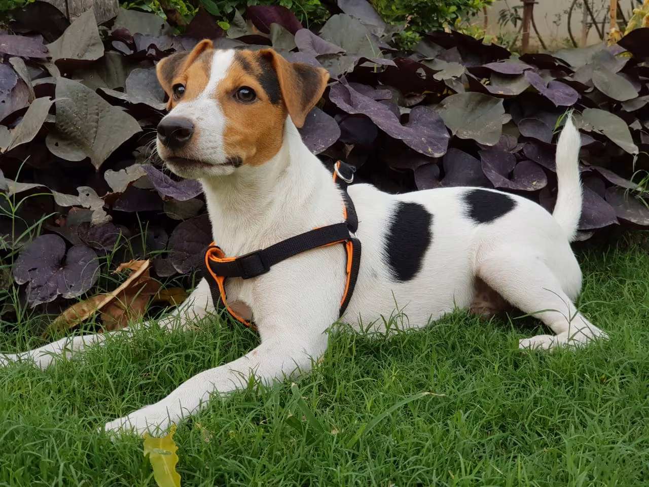 Jack Russell Terrier food guide India