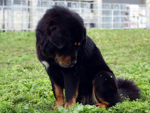 Kumaon Mastiff food guide India