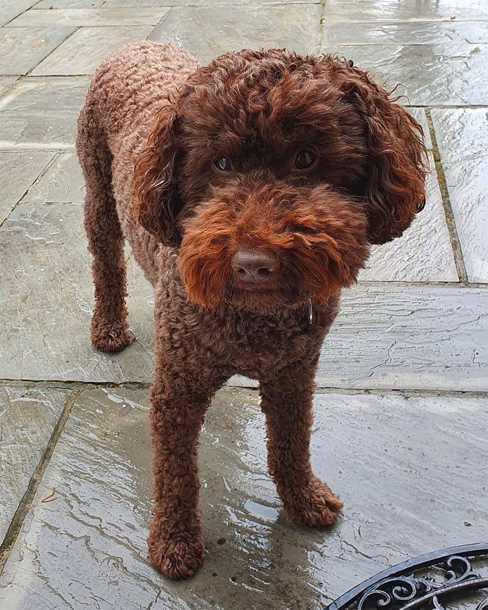 Labradoodle food guide India