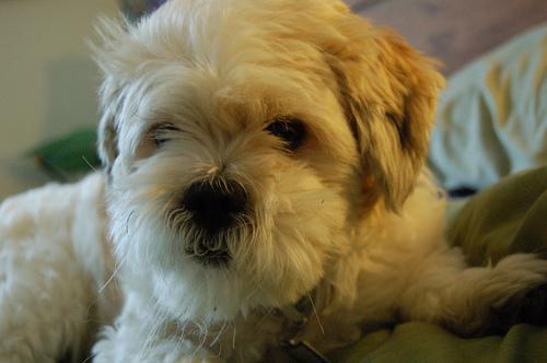 Lhasa Apso food guide India