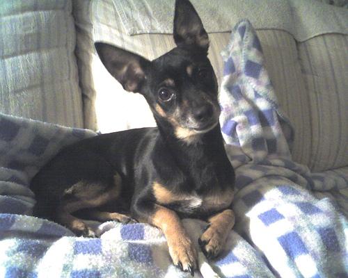 Miniature Pinscher food guide India
