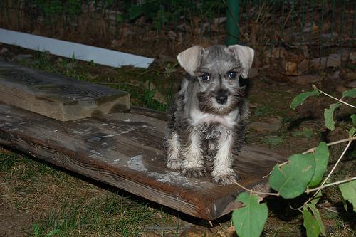 Miniature Schnauzer food guide India