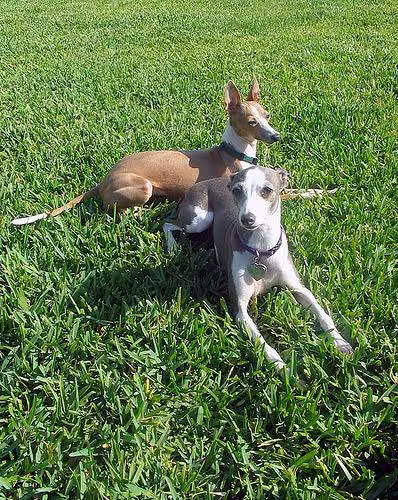 Mudhol Hound food guide India