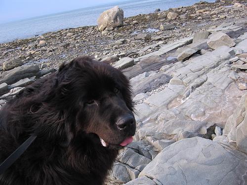 Newfoundland food guide India