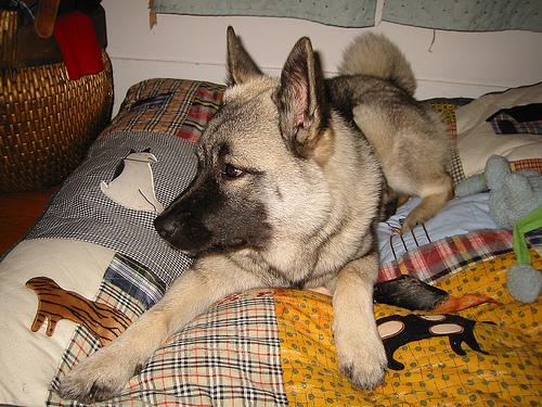 Norwegian Elkhound food guide India