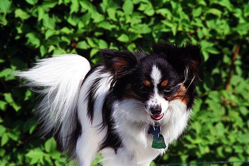Papillon food guide India