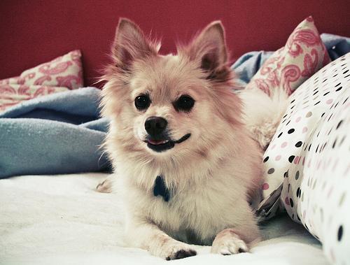 Pomeranian food guide India