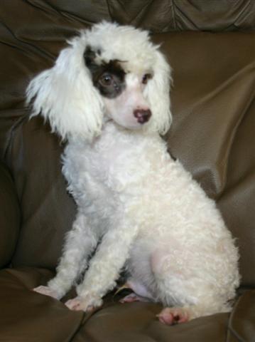 Poodle food guide India
