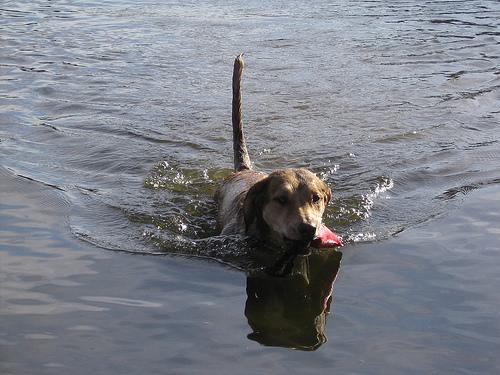 Portuguese Water Dog food guide India