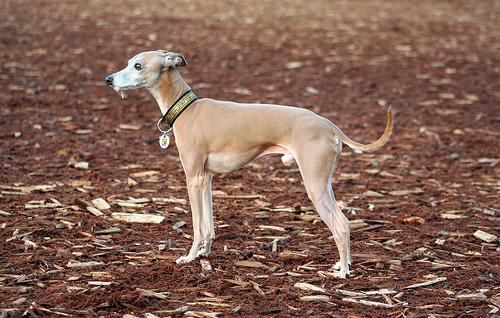 Rampur Hound food guide India