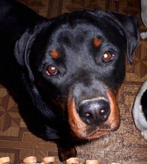 Rottweiler food guide India