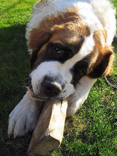 Saint Bernard food guide India