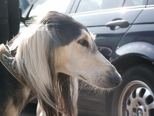 Saluki food guide India