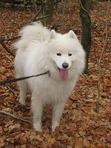 Samoyed food guide India