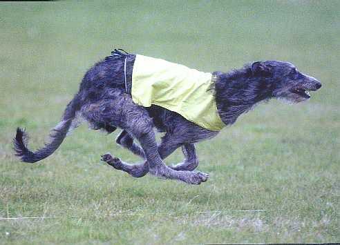 Scottish Deerhound food guide India