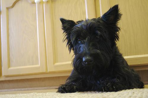 Scottish Terrier food guide India