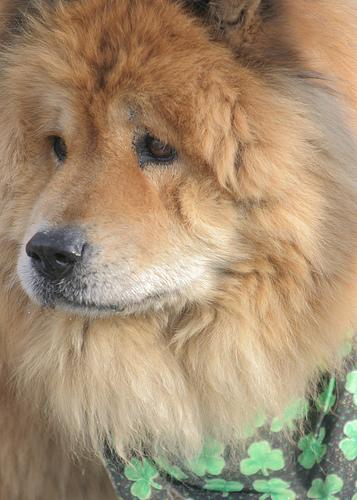 Shar Pei food guide India